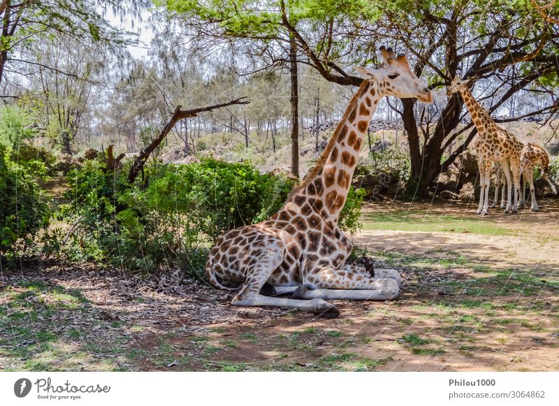 Giraffe im Haller Park bei Mombasa sitzend schön Safari Geldinstitut Baby Mutter Erwachsene Umwelt Natur Tier Erde Küste Vogel Küssen dreckig wild grün