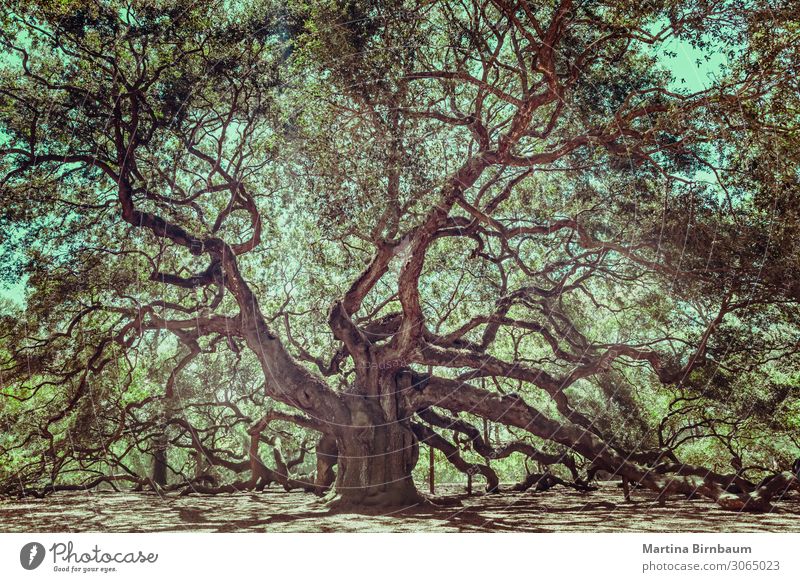 Angel Oak Tree auf John's Island, South Carolina. schön Ferien & Urlaub & Reisen Sommer Insel Natur Landschaft Himmel Baum Park Wald Küste Engel alt groß