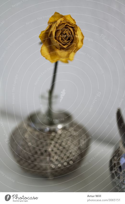Ich welke Pflanze Sommer Blume Rose Blüte Wildpflanze Gefühle dankbar Trauer Tod Umwelt Vergänglichkeit welken gelbe rose Farbfoto Innenaufnahme
