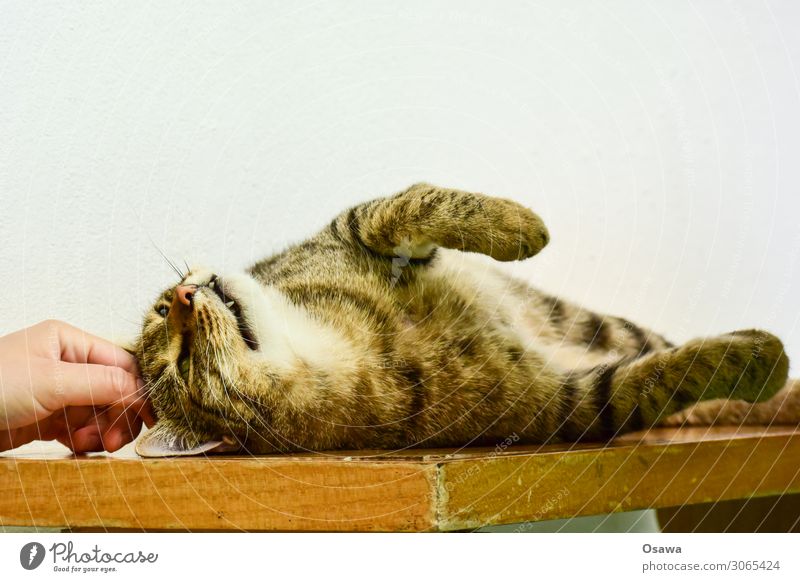 Nachbars Kater Katze Hauskatze Fell Tigerfellmuster liegen genießen Erholung Streicheln Hand Schnurrhaar Schnurren Pfote Reißzahn geschlossene Augen strecken