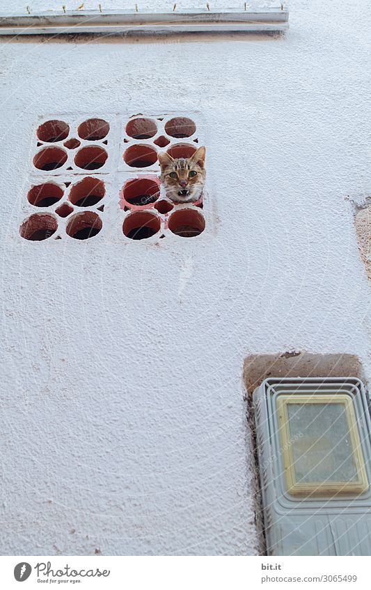 Verloren l in der Röhre Mauer Wand Fassade Tier Haustier Katze hängen außergewöhnlich Sicherheit Schutz Neugier Überraschung Angst Entsetzen Todesangst