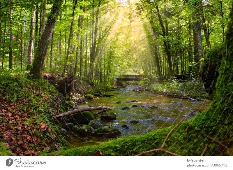 Waldidylle Abenteuer Freiheit Sommer Baum Bach Erholung Gesundheit schön grün Sehnsucht Brücke Wildnis geheimnisvoll Laubwald ruhig Natur Naturschutzgebiet