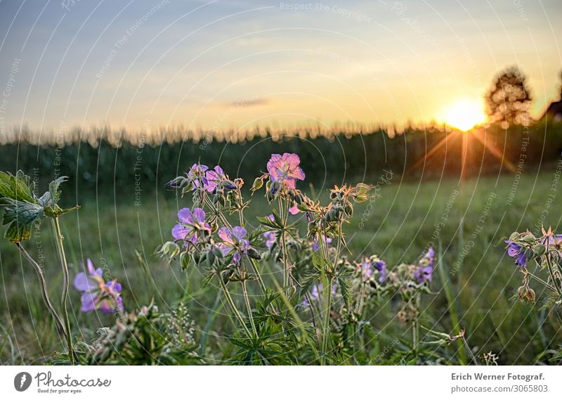 Storchenschnabel HDR Wildblume Natur Blume Sonnenuntergang