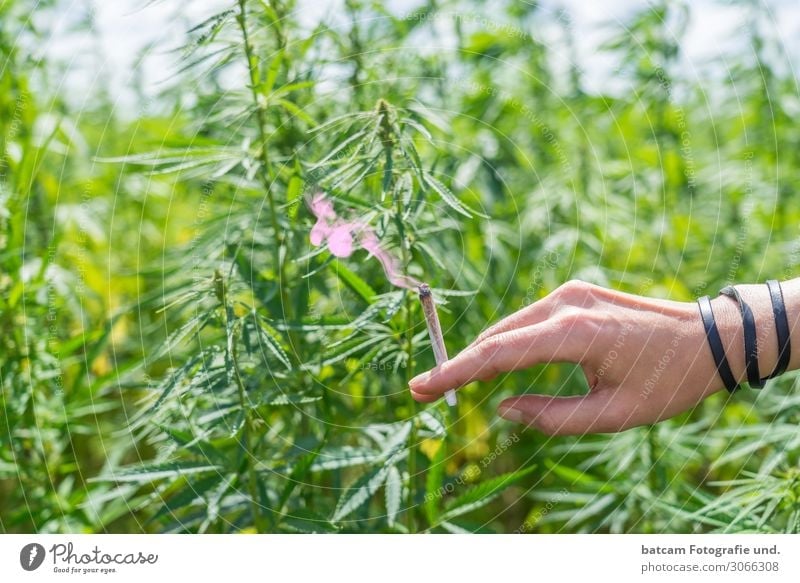 Hand mit Joint vor einem Hanf Feld Cannabis Feld Umwelt Pflanze Sonnenlicht Sommer Schönes Wetter braun gelb grün weiß Sucht Verbote Cannabisblatt Rauschmittel