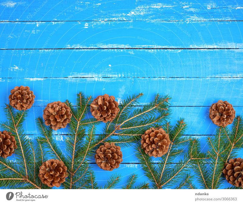 Grüne Fichtenzweige mit braunen Zapfen Design Winter Dekoration & Verzierung Feste & Feiern Weihnachten & Advent Silvester u. Neujahr Natur Pflanze Baum Holz