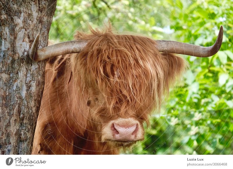 Highland, feuerrotes Haar Tier Haustier Nutztier Kuh 1 Frühlingsgefühle Kraft Sympathie Neugier Locken Horn rothaarig Schottisches Hochlandrind grün Sommer
