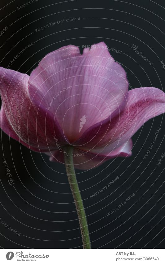Solistin Natur Pflanze Blüte Energie Farbe Sinnesorgane Farbfoto Außenaufnahme Menschenleer Textfreiraum links Textfreiraum rechts Textfreiraum oben