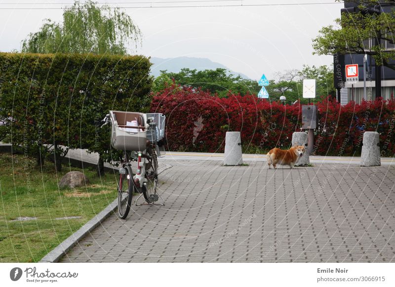 Corgi auf Abwegen (Cowboy Bebop) Hiroshima Japan Tier Haustier Hund 1 Ferien & Urlaub & Reisen corgi cowboy bebop Fahrrad Farbfoto Außenaufnahme Menschenleer