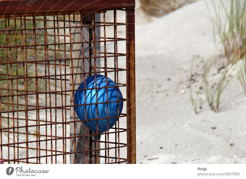 blauer Luftballon in einem Metallbehälter für Plastikfunde am Strand auf der Düne von Helgoland Umwelt Natur Landschaft Pflanze Sommer Insel Kasten festhalten