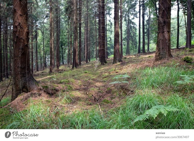 Bäume im sommerlichen Wald Umwelt Natur Landschaft Tier Frühling Sommer Klimawandel Baum Gras Farn Urwald Bergisches Land natürlich braun grün Berghang