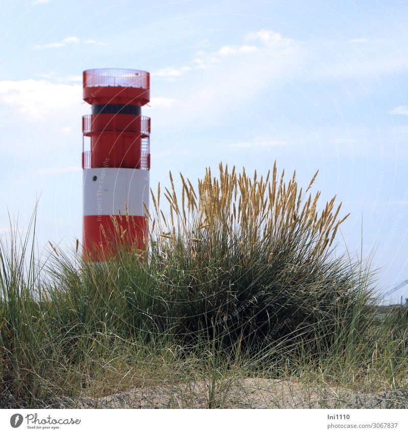 Leuchtturm auf der Düne Landschaft Sommer Pflanze Gras Blatt Blüte Wildpflanze Strandhafer Küste Nordsee Insel blau gelb grün rot weiß Strandspaziergang