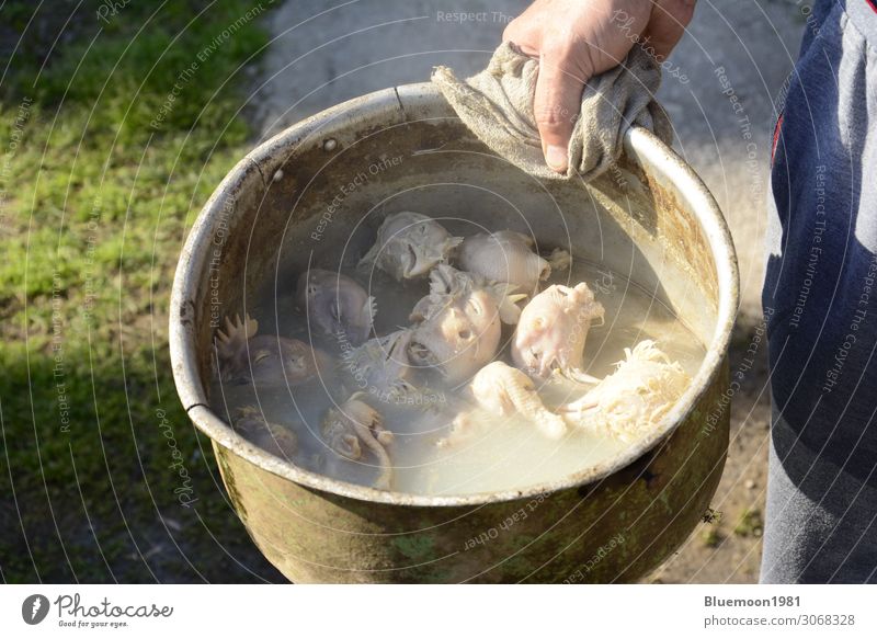 Gekochter frischer Hühnerkopf im großen Topf für Hundefutter Lebensmittel Fleisch Ernährung Diät maskulin Mann Erwachsene Hand 1 Mensch Tier Stoff Haustier