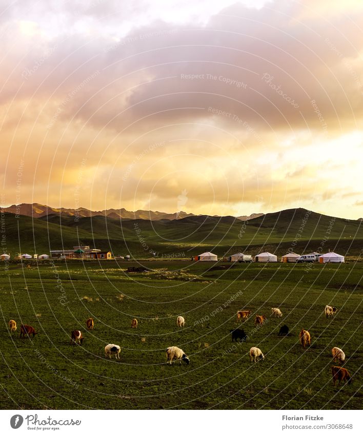 A small mongolian yurt camp at sunset Natur Landschaft Pflanze Tier Himmel Wolken Sonnenaufgang Sonnenuntergang Sonnenlicht Wiese Hügel Berge u. Gebirge