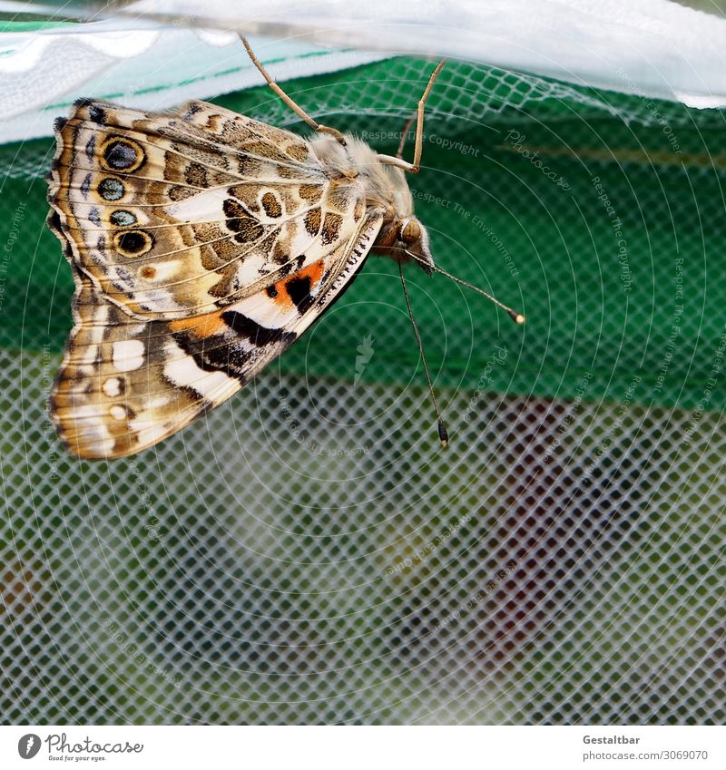 Distelfalter Tier Schmetterling 1 ästhetisch schön braun orange schwarz weiß bedrohlich Vergänglichkeit Wandel & Veränderung Insekt Artenschutz Flügel Fühler