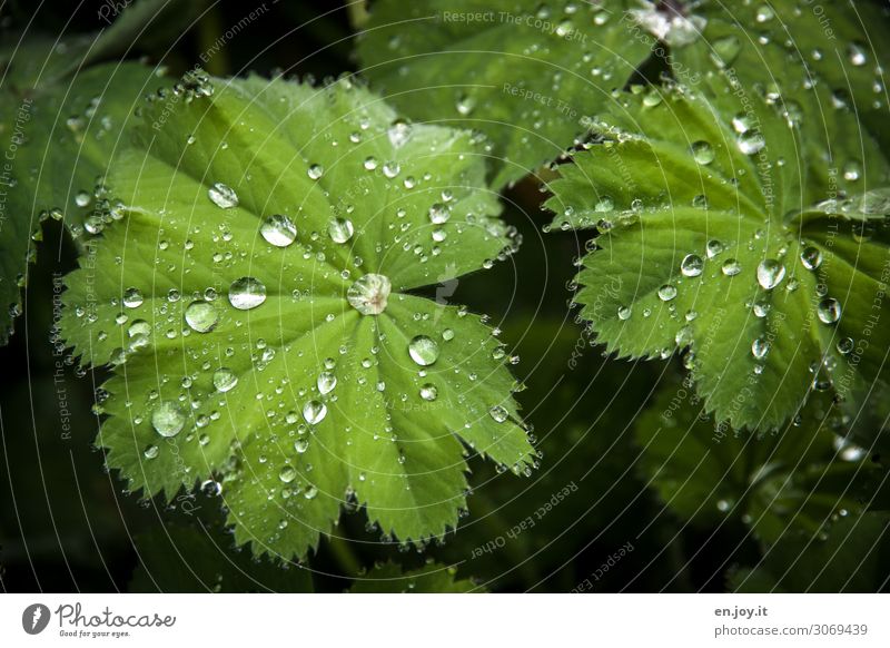 Abweisend Natur Pflanze Blatt Frauenmantel außergewöhnlich grün innovativ hydrophob abweisend Perle Tropfen Wassertropfen Regen Wissenschaften Farbfoto
