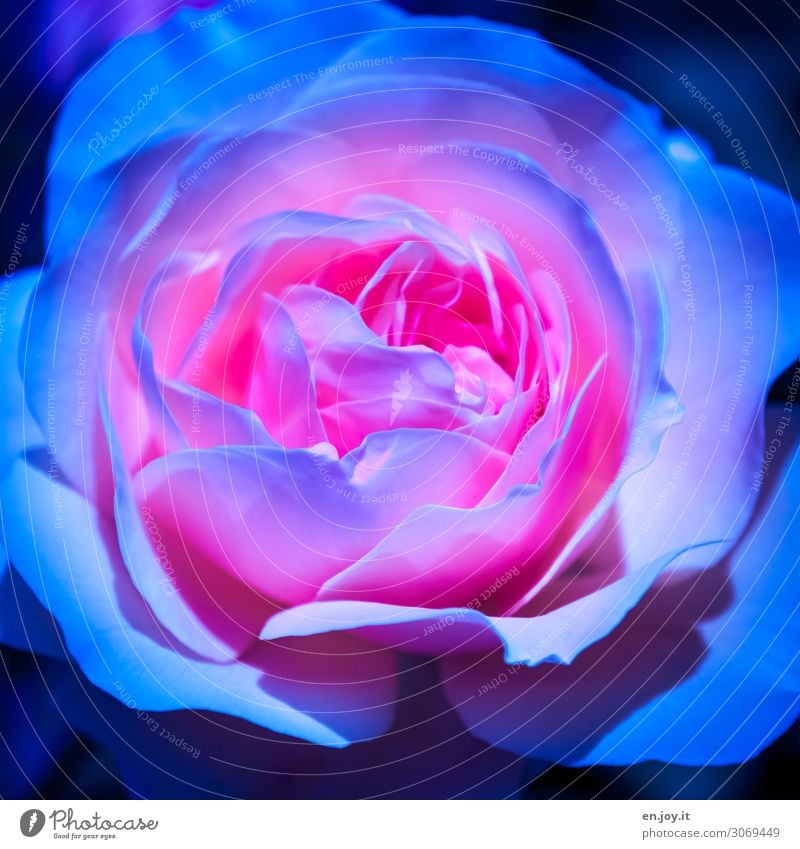 außergewöhnlich Pflanze Blume Rose Blüte Topfpflanze Blühend Duft fantastisch schön Kitsch blau rosa Romantik Surrealismus Farbfoto mehrfarbig Außenaufnahme
