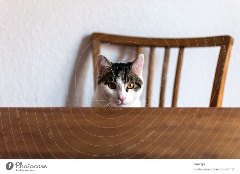 Kalle hat Hunger Tier Haustier Katze 1 Tisch Stuhllehne sitzen warten lustig Häusliches Leben Farbfoto Innenaufnahme Textfreiraum links Textfreiraum unten