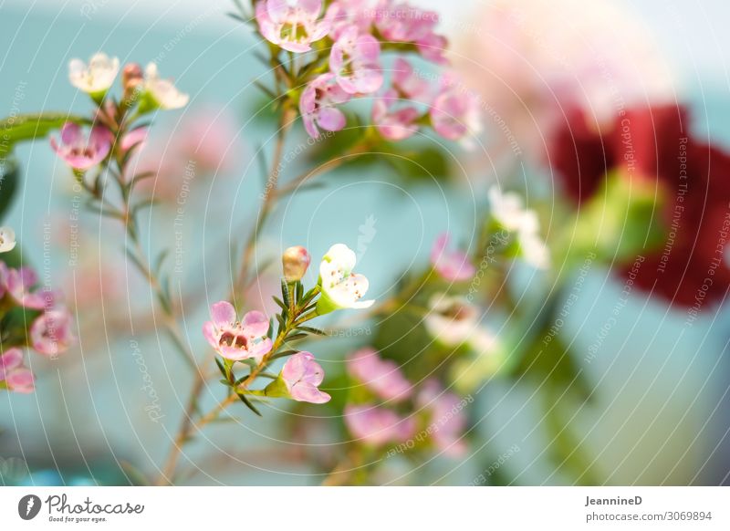Blütenzauber Sinnesorgane Geburtstag Leben Pflanze Sommer Blühend Erholung Lächeln träumen ästhetisch rosa türkis Frühlingsgefühle Kraft Gefühle Gelassenheit