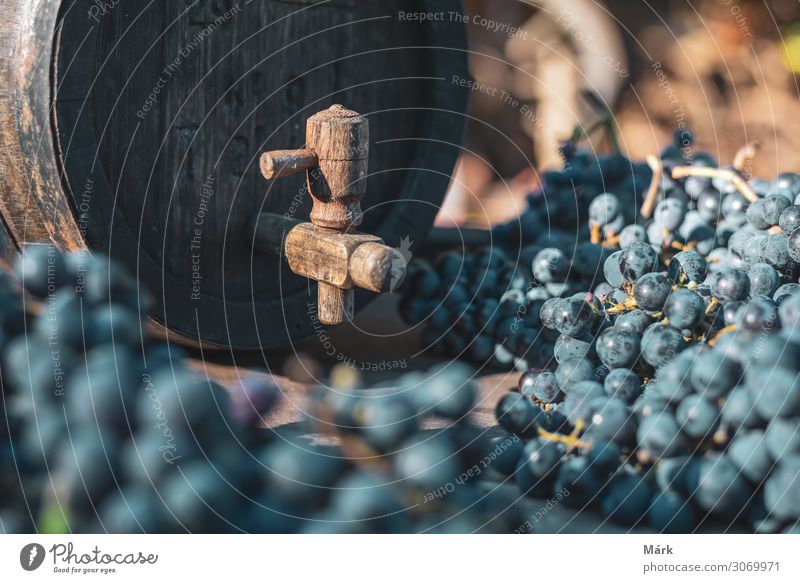 Weinfass mit blauen Cabernet-Franc-Trauben zur Erntezeit in Ungarn Lauf Weingut in Flaschen abgefüllt Getränk Eichenfass Ackerbau Cabernet Franc Lebensmittel