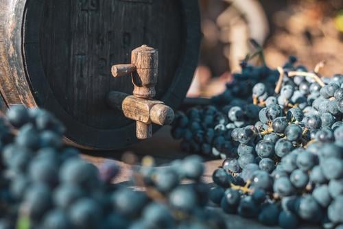 Weinfass mit blauen Cabernet-Franc-Trauben zur Erntezeit in Ungarn Lauf Weingut in Flaschen abgefüllt Getränk Eichenfass Ackerbau Cabernet Franc Lebensmittel
