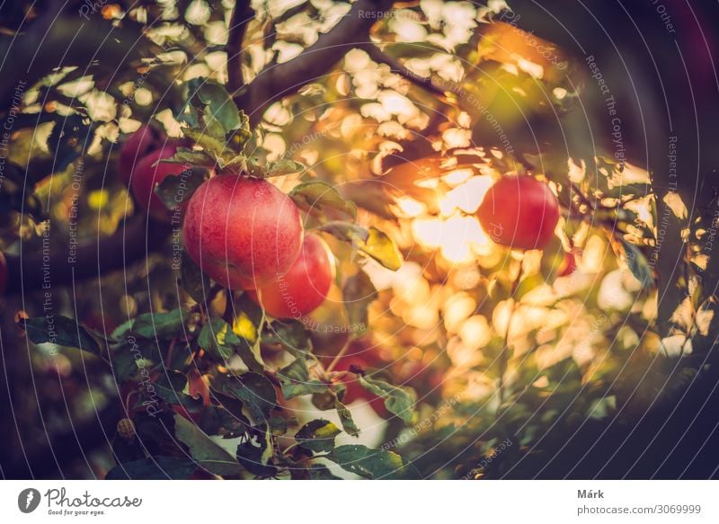 Bio-Äpfel am Baum im Obstgarten, Ungarn Lebensmittel Apfel Ernährung Frucht Bioprodukte Biografie Natur Herbst Ernte Diät Ackerbau Apfelbaum