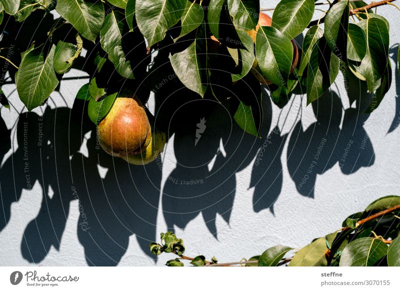 Birnenbaum Frucht Ernährung Bioprodukte Vegetarische Ernährung Gesundheit Birnbaum Birnbaumblatt reif Sommer obsternte Farbfoto mehrfarbig Außenaufnahme