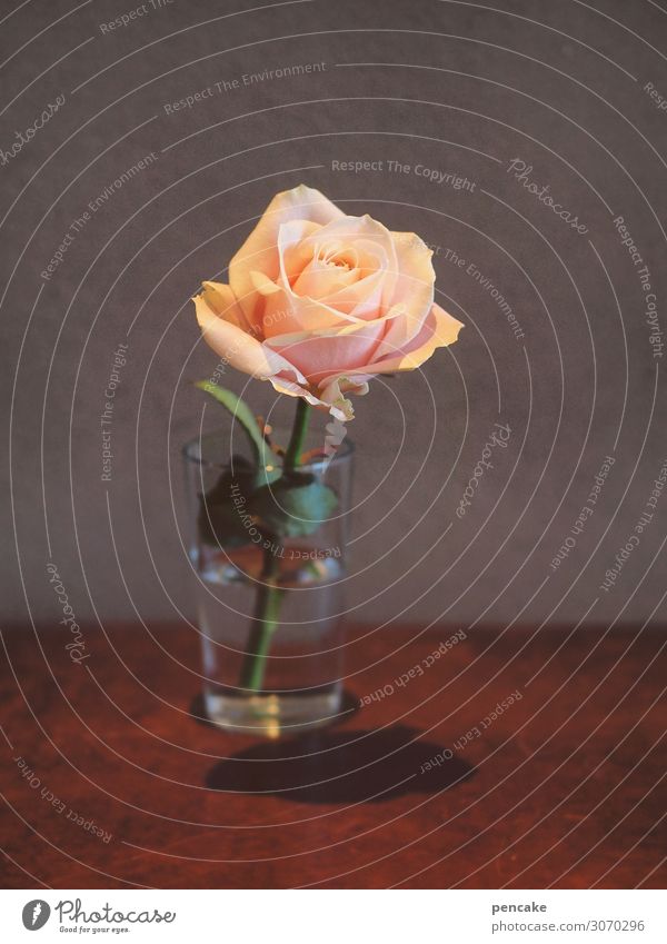 la vie en roses Blume Zeichen ästhetisch authentisch schön Klischee feminin orange rosa Leben Rose Bühnenbeleuchtung Innere Kraft Raum Wasserglas Farbfoto