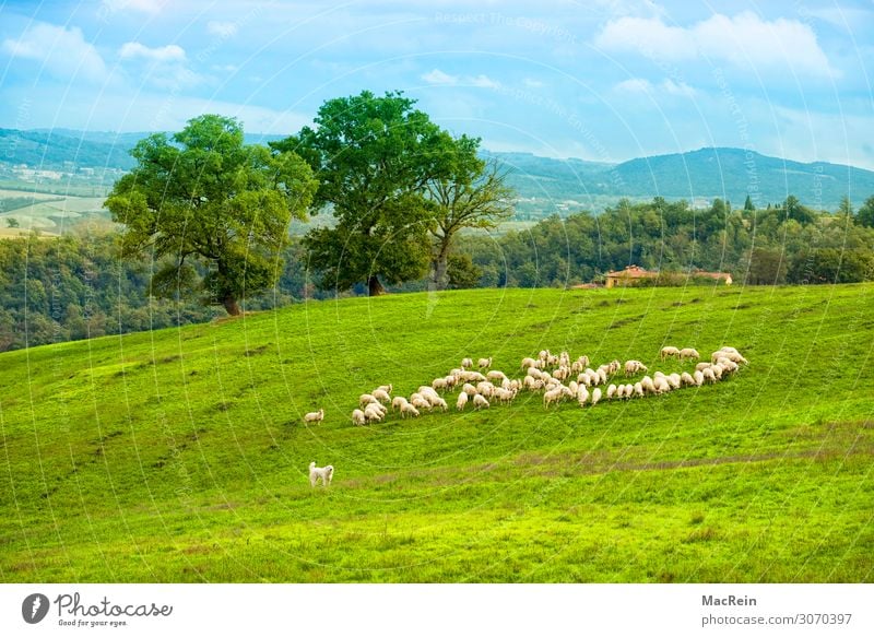 Schafherde in der Crete Tourismus Städtereise Sommer Sommerurlaub Haus Tier Gras Sträucher Grünpflanze Wiese Feld Hügel Dorf Haustier Nutztier Fell Herde ruhig