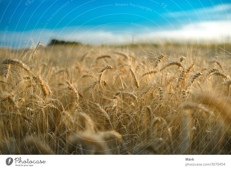 Weizenfeld gegen einen blauen Himmel. Makroaufnahme von goldenen Weizenstängeln unter blauem Himmel mit Wolkenlandschaft. Landwirtschaft und Ernte Konzept.