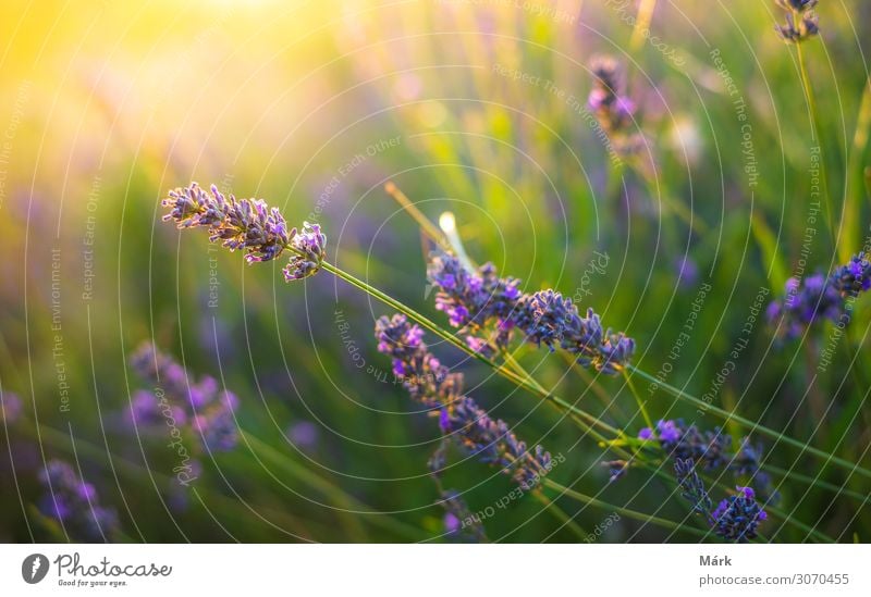 Lavendelbüsche Nahaufnahme bei Sonnenuntergang. Sonnenuntergang schimmern über lila Blüten von Lavendel. Büsche in der Mitte des Bildes und Sonnenlicht oben links.