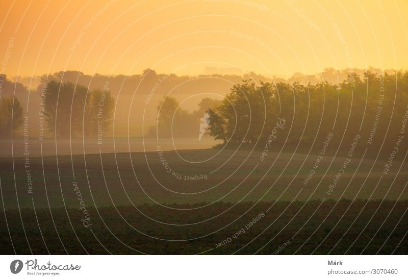 Sonnenaufgang im Herbst. Bäume im nebligen Herbstmorgen in Ungarn Landschaft Wiese Ackerbau Feld Natur Morgendämmerung Farmfeld Sonnenuntergang Horizont