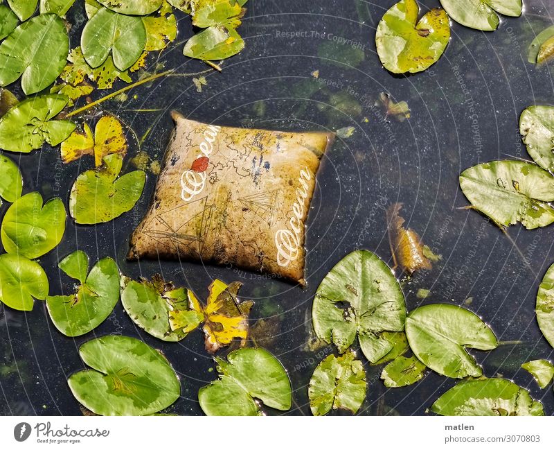 Schwimmkissen Natur Pflanze Wasser Sommer Blatt Wildpflanze Fluss Jachthafen glänzend maritim braun gold grün Kissen Seerosenblatt Farbfoto mehrfarbig