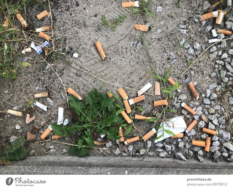 Zigarettenstummel auf Boden. Foto: Alexander Hauk Krankheit Rauchen Rauschmittel Sommer Umwelt Sand alt dreckig braun grün orange weiß Tod Schmerz Todesangst