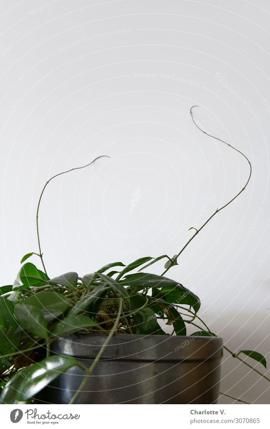 Fühler Natur Pflanze Grünpflanze Topfpflanze Wachsblume berühren entdecken krabbeln verblüht Wachstum Häusliches Leben authentisch einfach elegant frisch