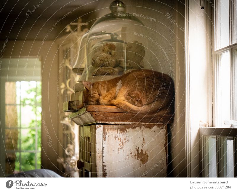 Snoozing auf dem Regal Häusliches Leben Wohnzimmer Tier Haustier Katze 1 Sammlung Holz Glas liegen schlafen ästhetisch authentisch einfach Fröhlichkeit