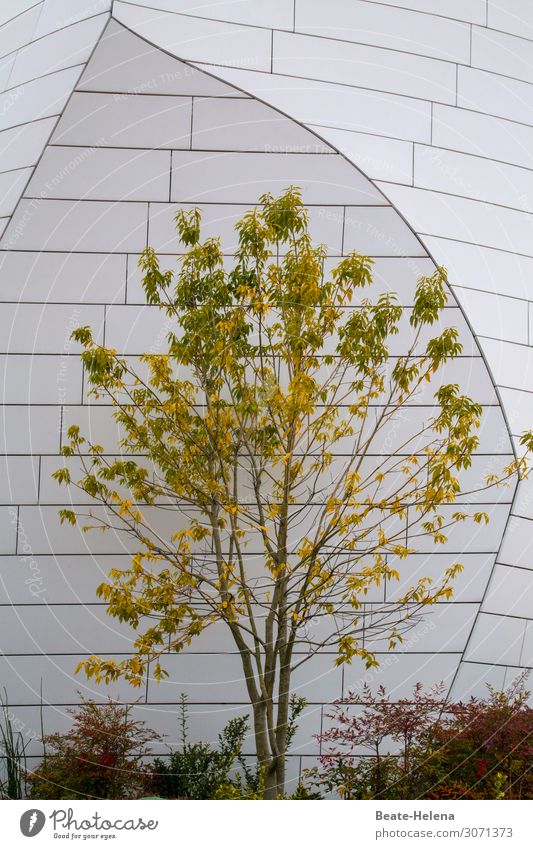 Herbst Umwelt Natur Pflanze Baum Garten Park Stadt Bauwerk Gebäude Architektur Fassade Ornament entdecken Kommunizieren ästhetisch außergewöhnlich elegant