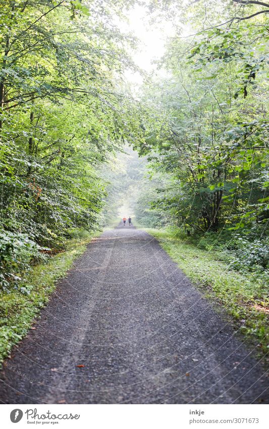 Walking im Park / nebulös Sportler Nordic Walking Joggen Jogger Erwachsene Senior Leben 2 Mensch Natur Frühling Sommer Schönes Wetter Nebel Baum Wald Fußweg