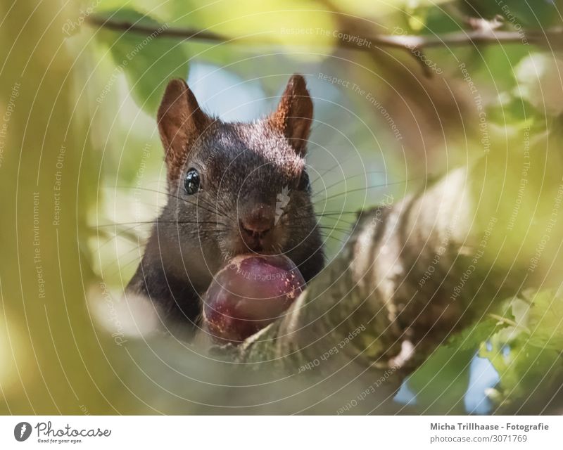 Eichhörnchen mit Nuss im Baum Natur Tier Sonnenlicht Schönes Wetter Zweige u. Äste Blätterdach Blatt Wald Wildtier Tiergesicht Fell Kopf Auge Nase Maul Ohr 1