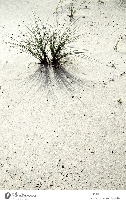 Strandhafer Natur Landschaft Pflanze Sand Sommer Schönes Wetter Gras Grünpflanze Wildpflanze Küste Nordsee braun grün schwarz weiß Schattenspiel Grasbüschel