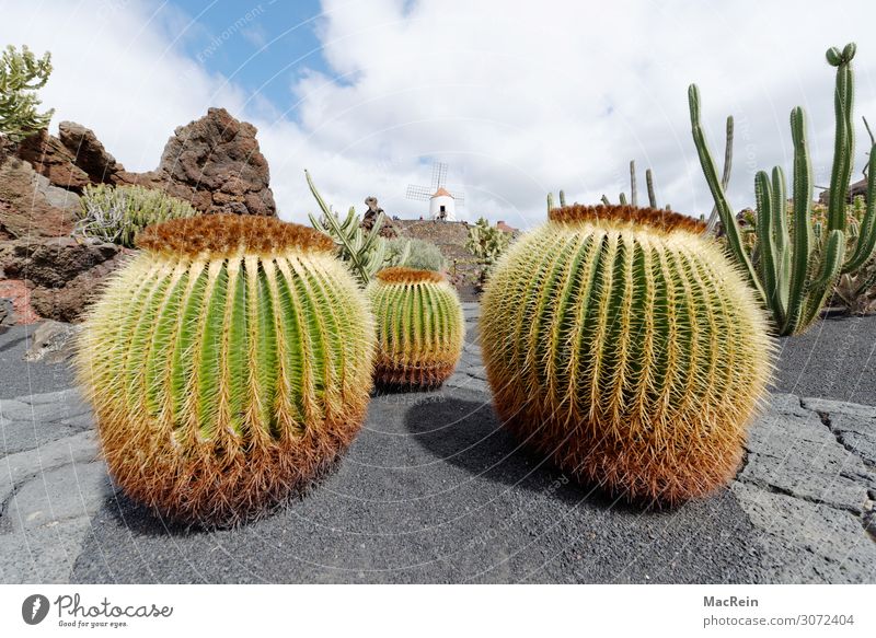 Kaktus Umwelt Natur Landschaft Pflanze ästhetisch Umweltschutz Dornenbusch Stachel Lava Lanzarote Menschenleer Windmühle rund grün Farbfoto Außenaufnahme