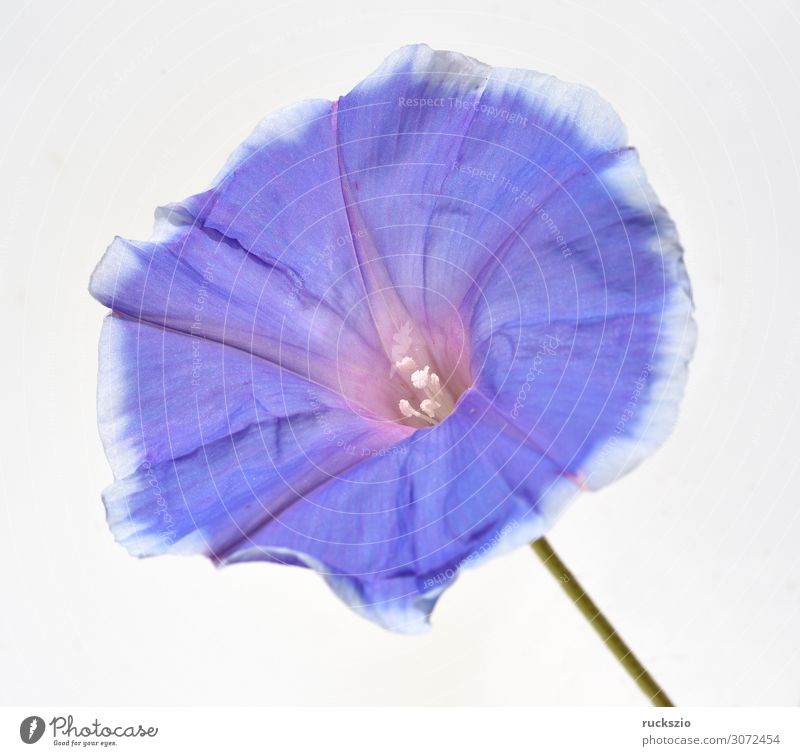 Tricolour Prunkwinde; Ipomoea purpurea; tricolor Blume authentisch Trichterwinde Dreifarbige Prunkwinde dreifarbig Heavenly Blue Convolvulaceae Prachtwinde