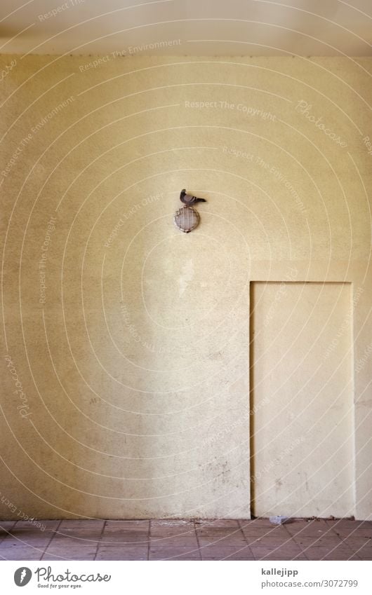 taubenei Stadt Tier Vogel Taube 1 sitzen Eingang Haus Unterführung minimalistisch Lampe dreckig Farbfoto Außenaufnahme Licht Schatten Kontrast