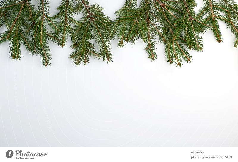 grüne Nadeläste auf weißem Hintergrund Design Winter Dekoration & Verzierung Feste & Feiern Weihnachten & Advent Silvester u. Neujahr Natur Pflanze Baum