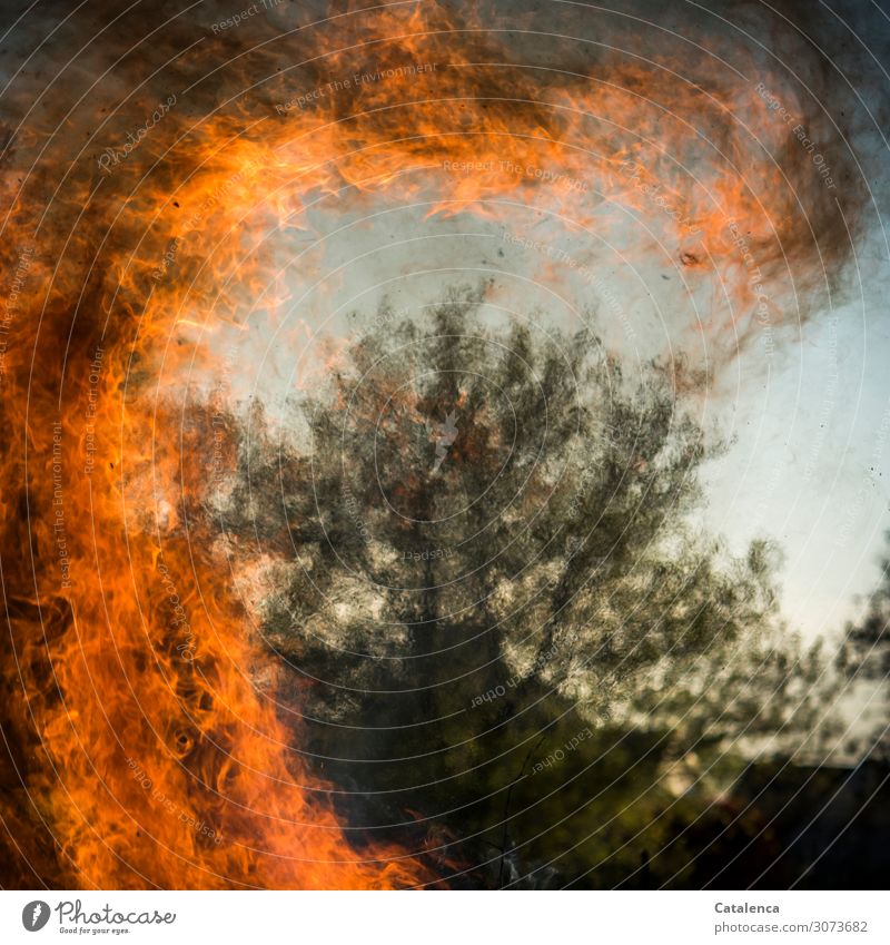 Voll dämlich | Waldbrände verursachen Feuer Baum Brand Flamme brennen Glut gefährlich Holz Hitze Brandstiftung Bedrohung nachlässig Gefahr tödlich Zerstörung