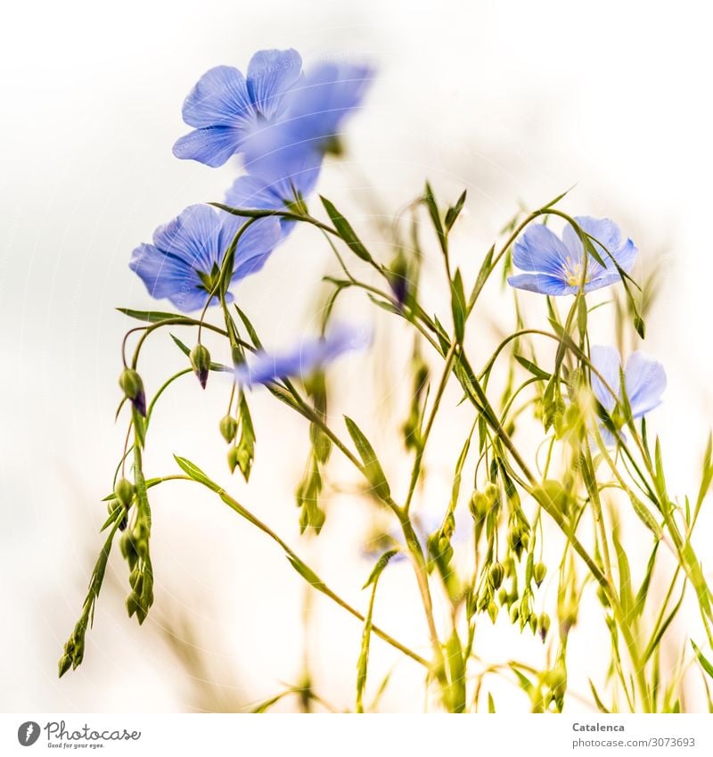 Himmelblaue Blüten, die Blüten des Leins Lebensmittel Leinsamen Gesunde Ernährung Natur Pflanze Sommer Blume Blatt Nutzpflanze Frucht Samen Garten Wiese Feld