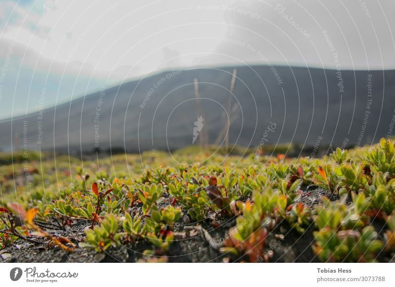 Hverfjall in Iceland Umwelt Natur Landschaft Pflanze Tier Erde Sommer Schönes Wetter Gras Sträucher Moos Berge u. Gebirge Fröhlichkeit Frühlingsgefühle Farbfoto