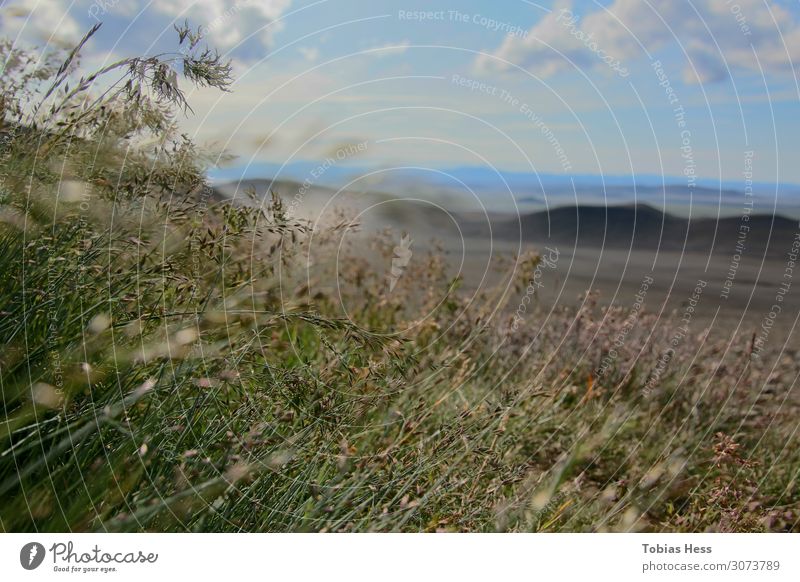 Im Hochland Islands Umwelt Natur Landschaft Pflanze Tier Sonnenlicht Sommer Schönes Wetter Blume Gras Sträucher Wiese Vulkan Wüste Unendlichkeit blau grün