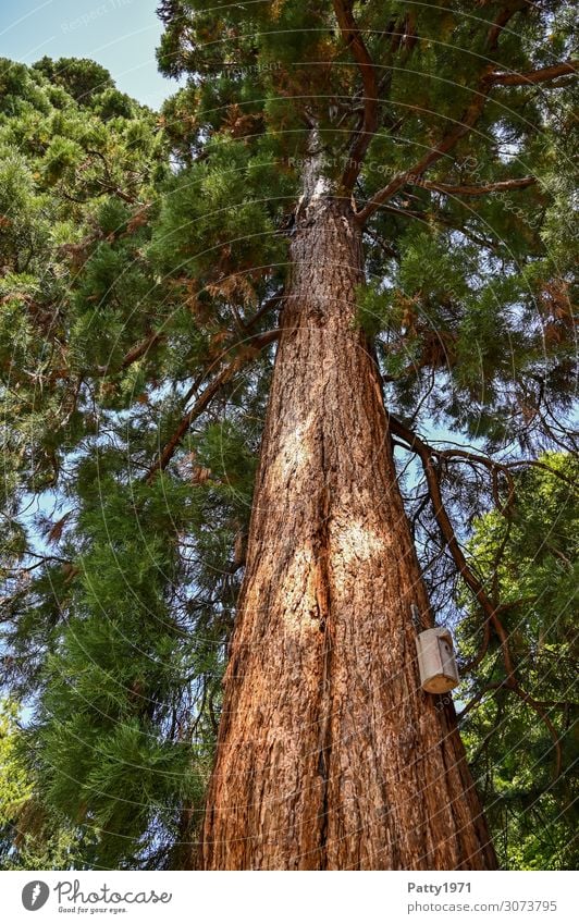 Mammutbaum Pflanze Baum exotisch Sequoiadendron giganteum alt gigantisch natürlich braun grün Natur Umwelt Umweltschutz Farbfoto Außenaufnahme Menschenleer