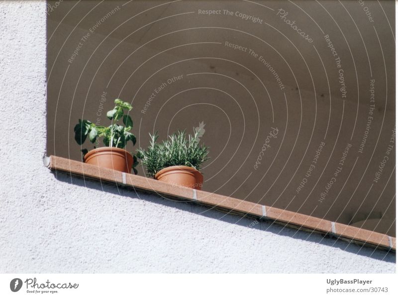 Pflanzen Topf Balkon Mauer harmonisch Häusliches Leben Säule