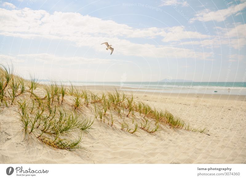 Sandstrand mit Düne und Möwe bei Sonnenschein Neuseeland Strand Stranddüne Badeurlaub Badewetter Meer Sommerurlaub Ferien & Urlaub & Reisen Erholung